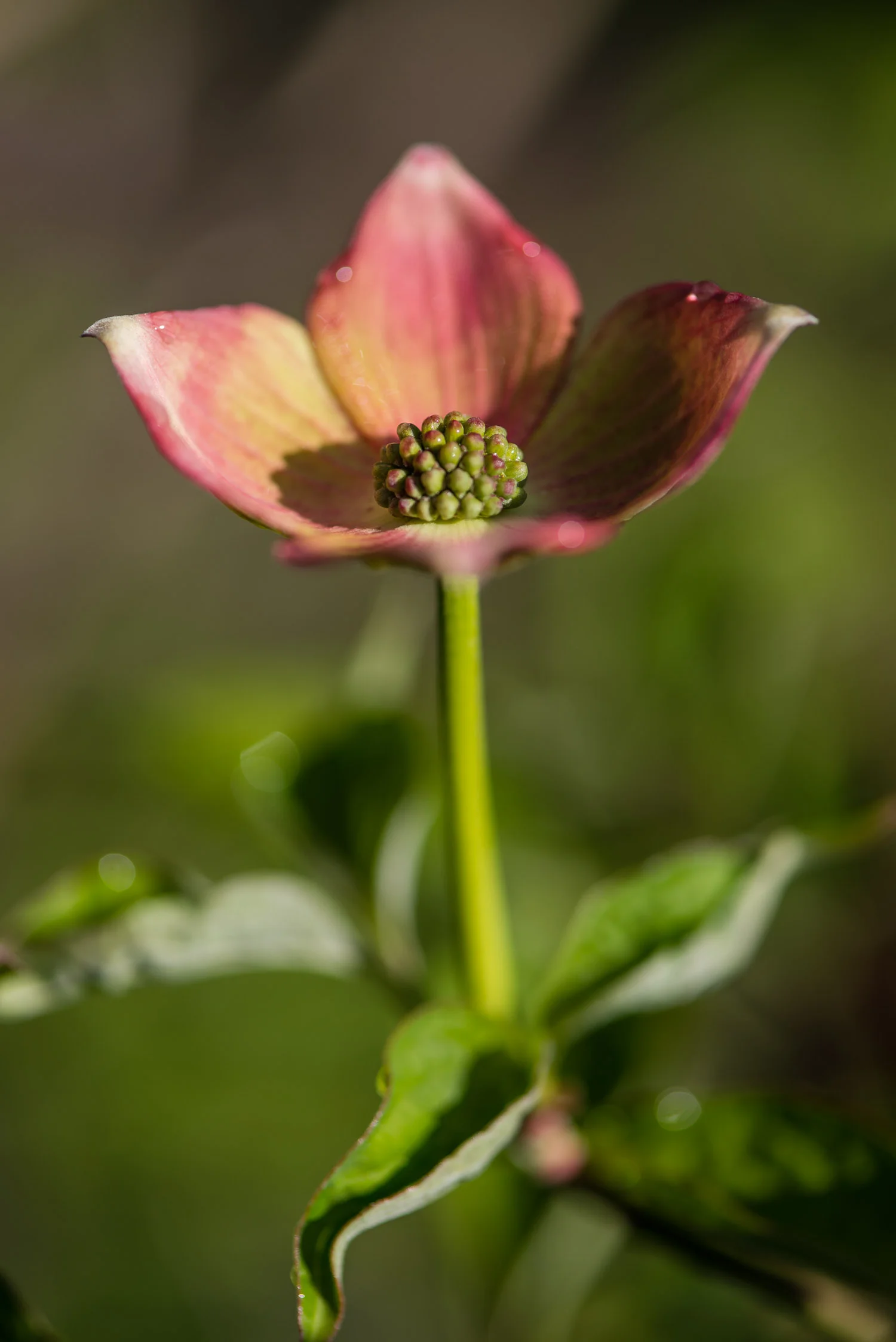 Shadow_Quality_Flowers_04-28-14_0014136.jpg
