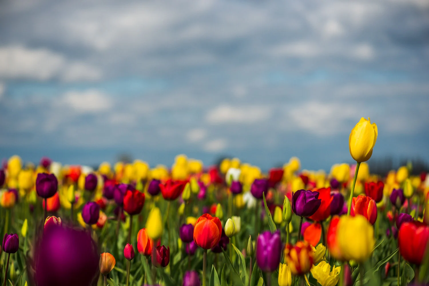 Shadow_Quality_Flowers_04-04-14_0013248.jpg