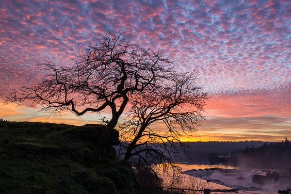 "Tree Silhouette and the Falls Under Pink Popcorn Clouds" - Winter 2015