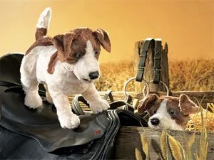 jack russell.jpg