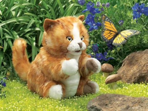 orange tabby.jpg