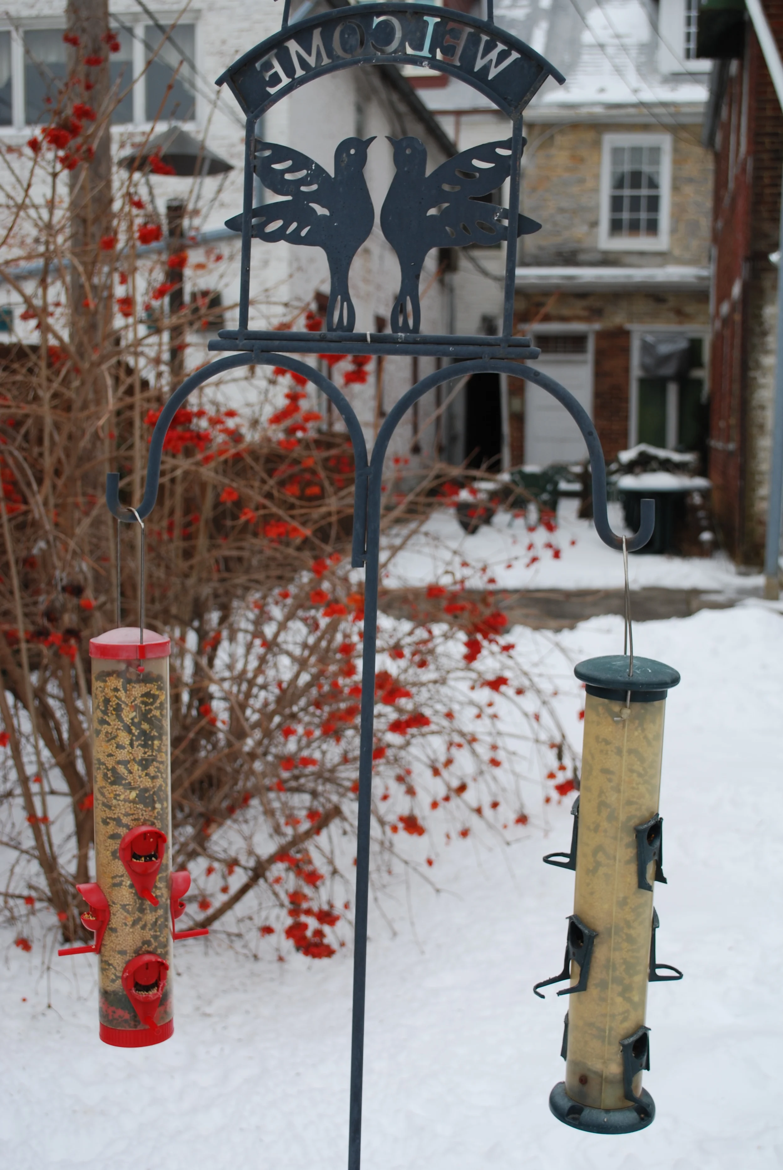 backyard birdfeeders and cranberry bush