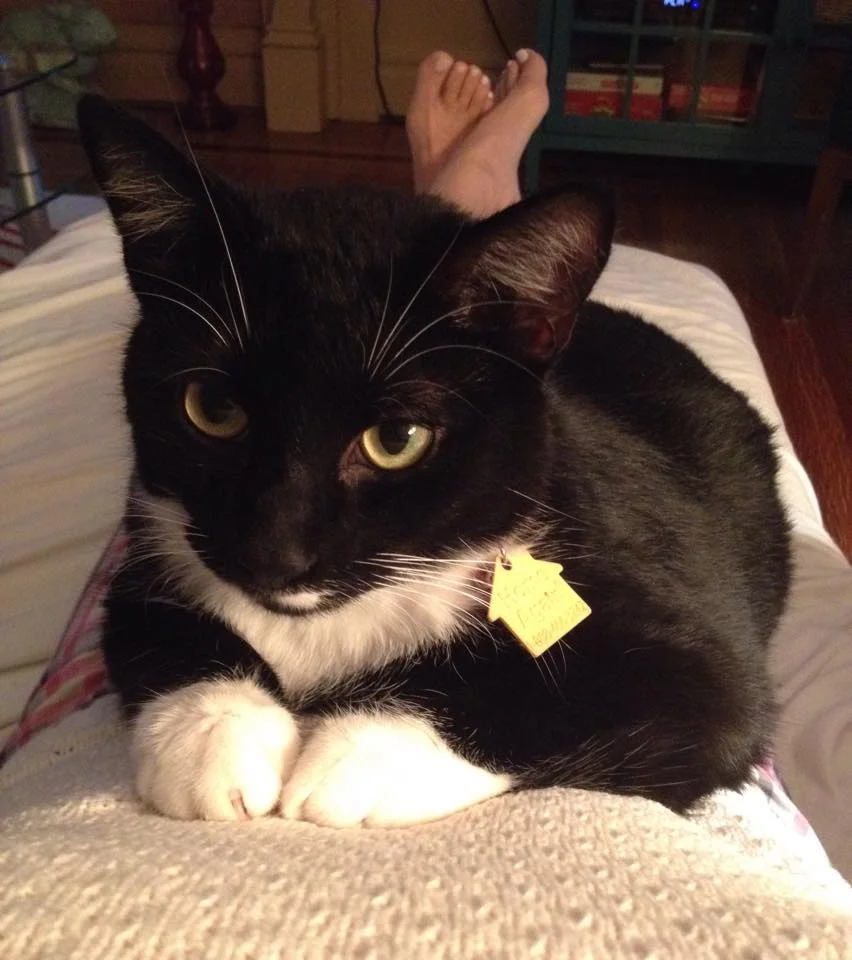 Orphan #8 by Kim van Alkemade reading and signing 