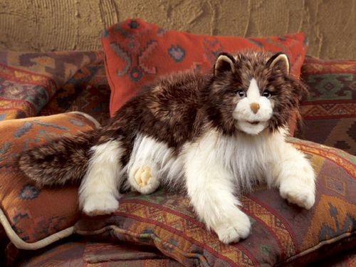 ragdoll cat.jpg