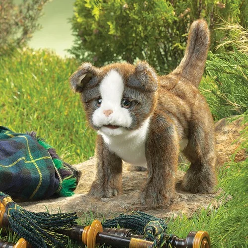 scottish fold.jpg