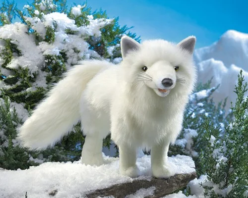 arctic fox.jpg