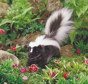 skunk.jpg