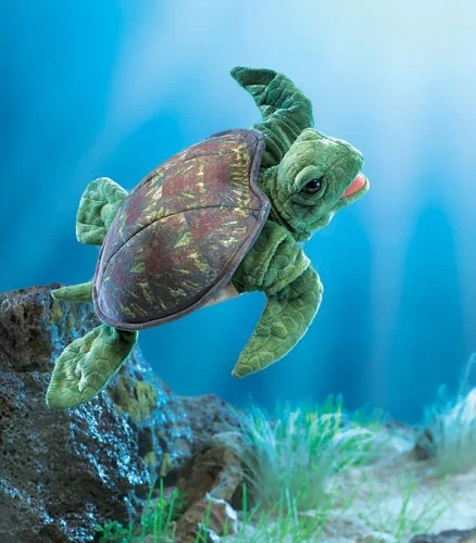 sea turtle.jpg