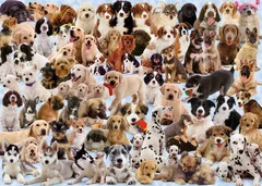 dogs.jpg