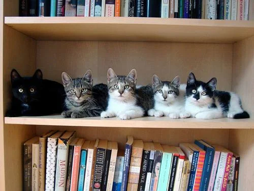 kittensinarow.jpg