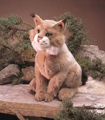 bobcat.jpg