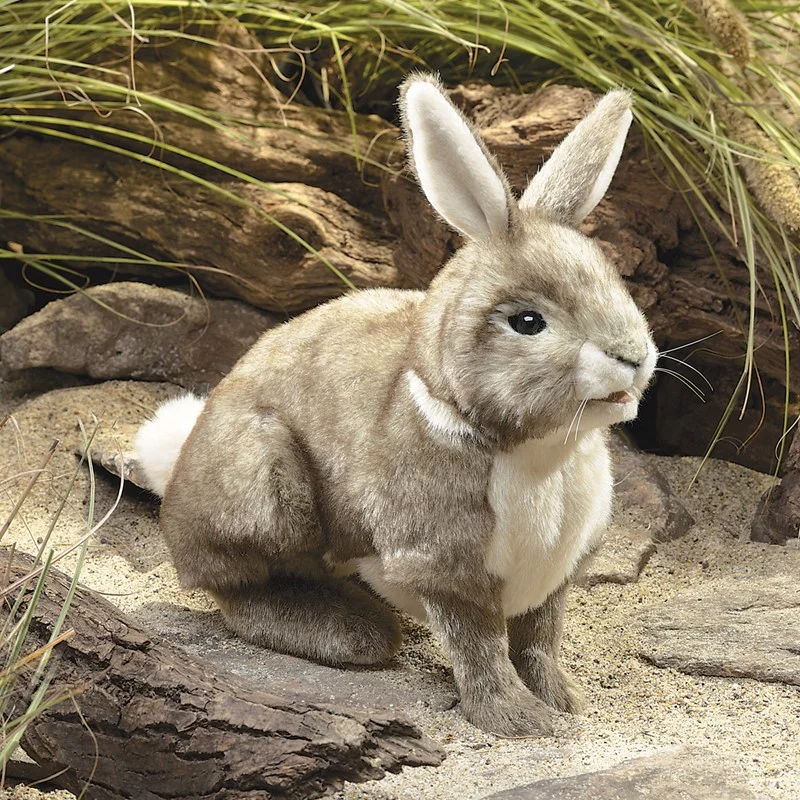 cottontail rabbit outdoors.jpg