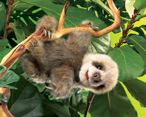 sloth in tree.jpg