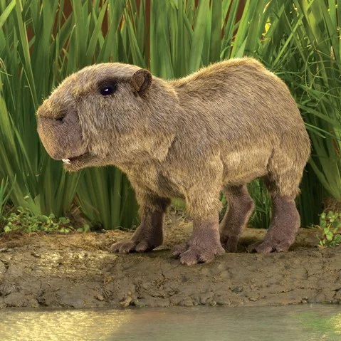 capybara.jpg