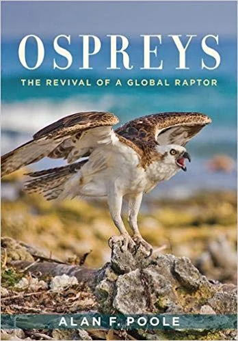 ospreys.jpg