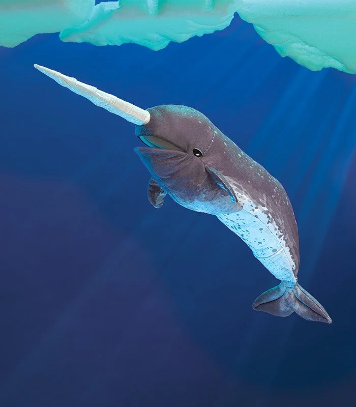 narwhal.jpg