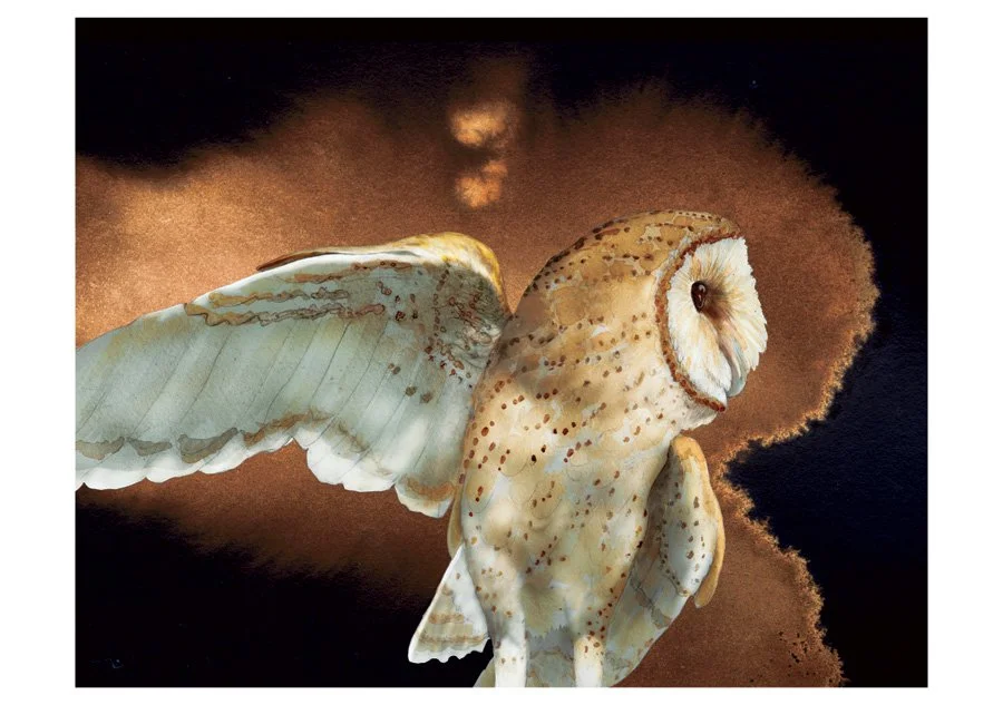 barn-owls-boxed-notecards-249.jpg