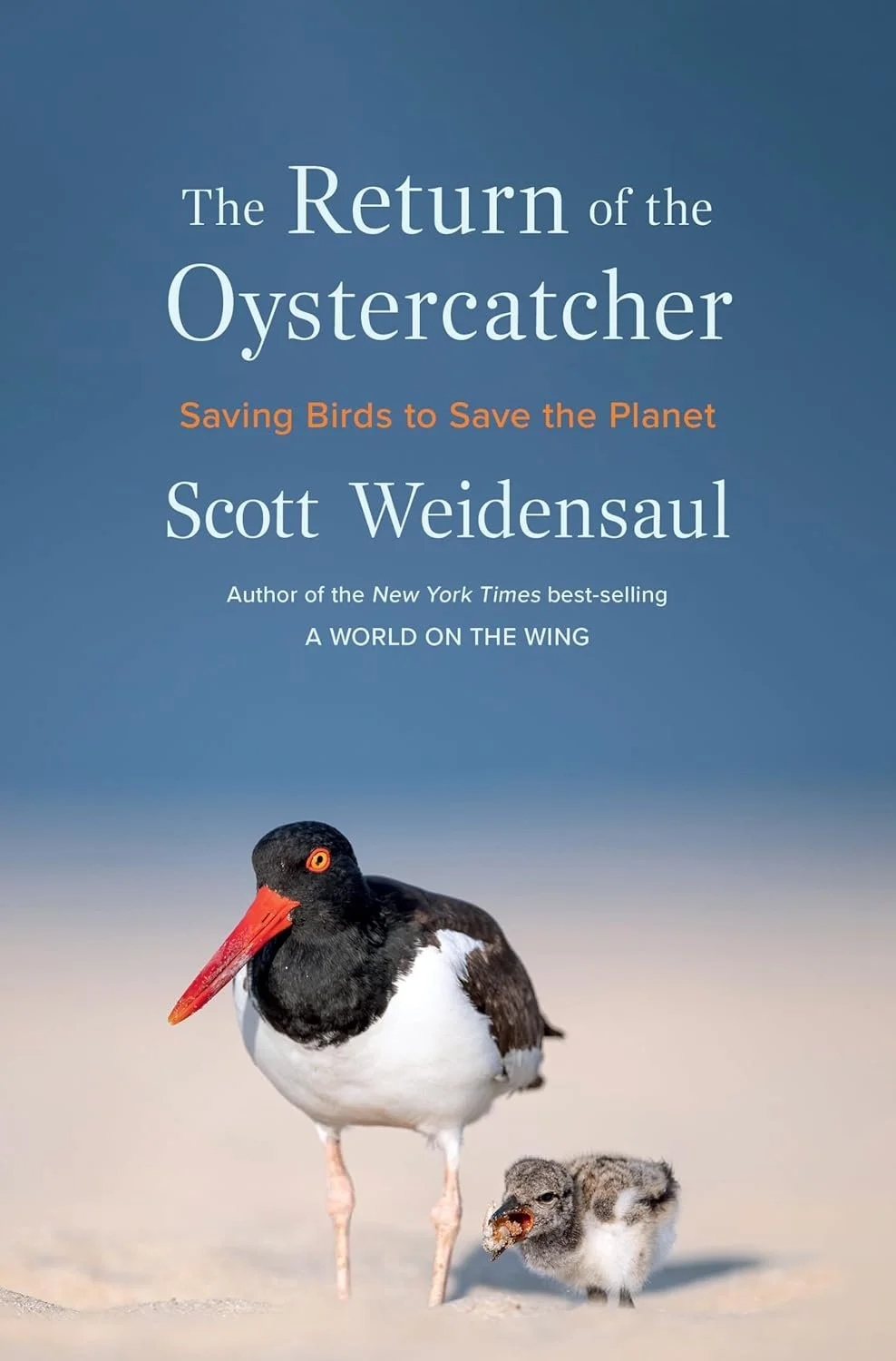 return of the oystercatcher.jpg