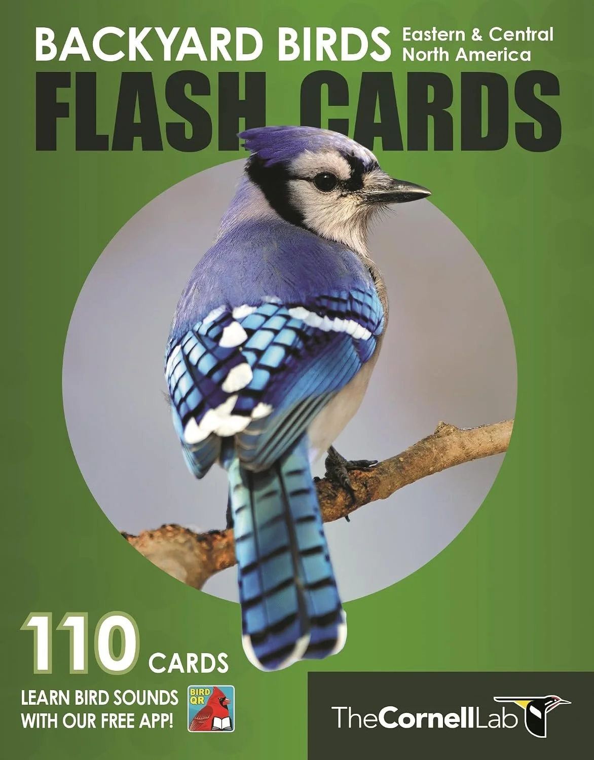 backyard birds flashcards.jpg
