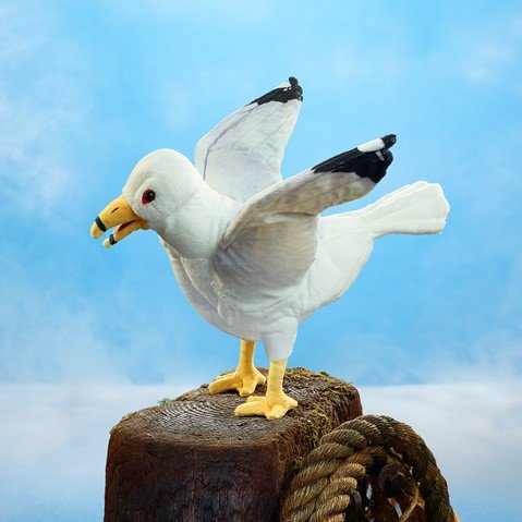 gull.jpg