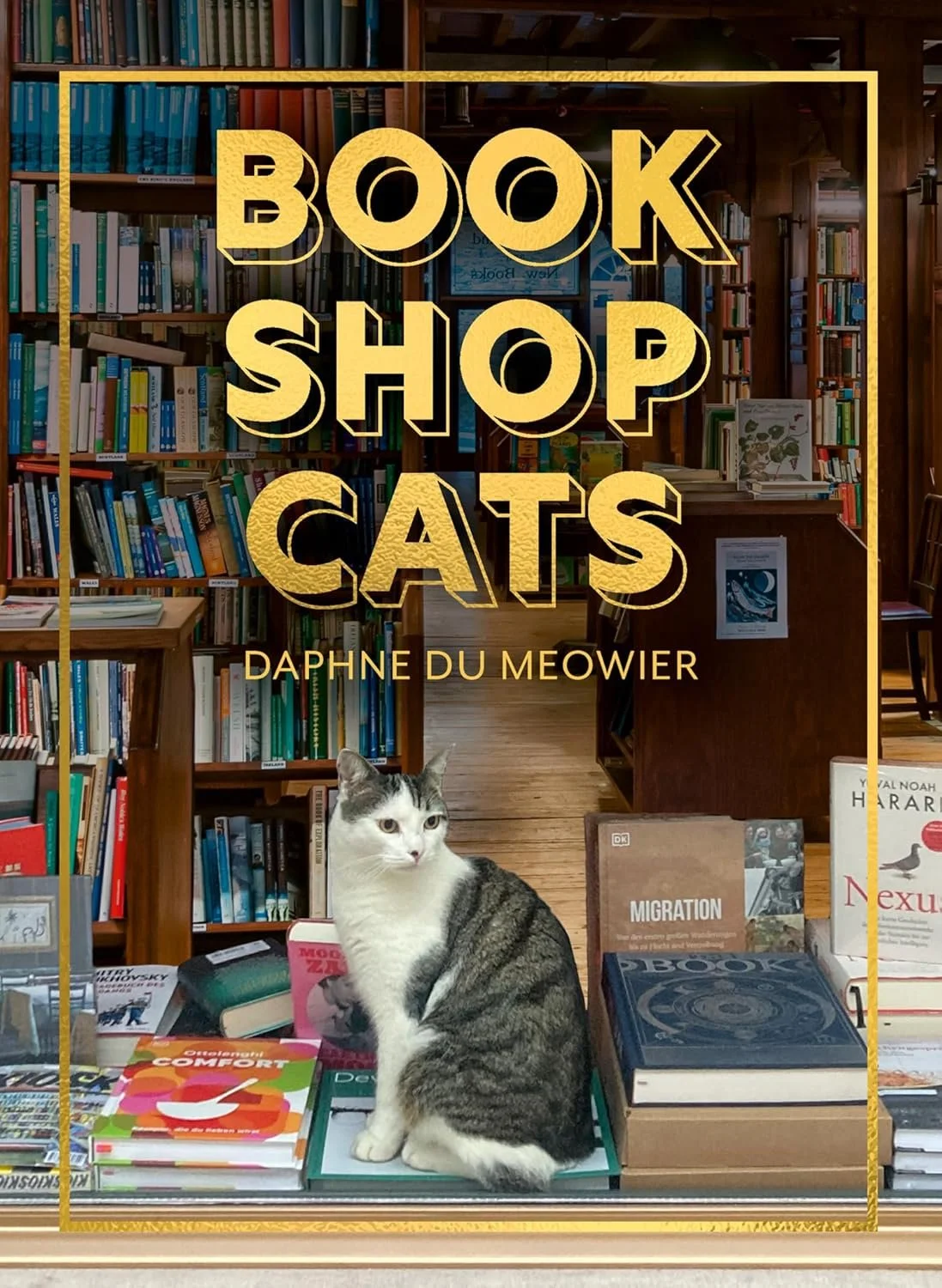 bookshop cats.jpg