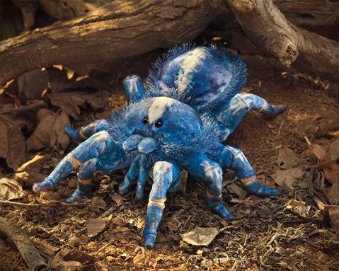 blue tarantula.jpg