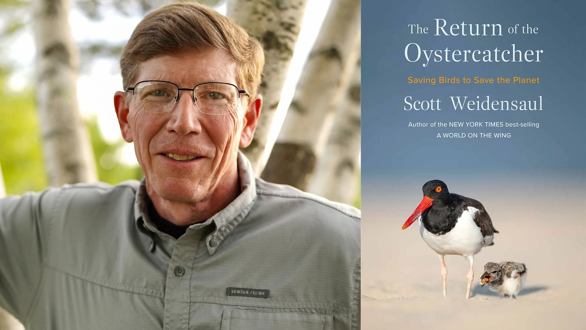 return of the oystercatcher banner.jpg