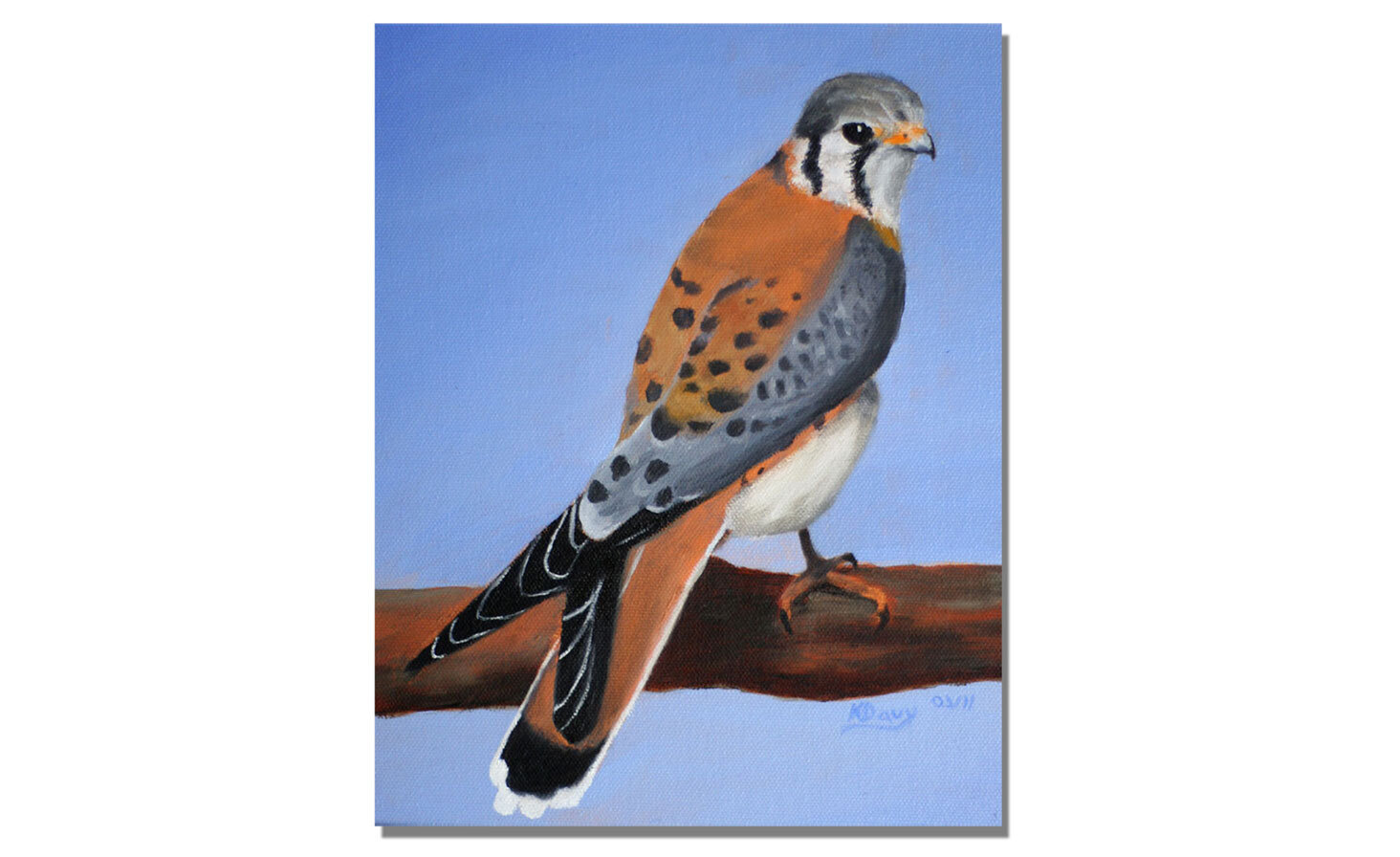 American-Kestrel CA.jpg