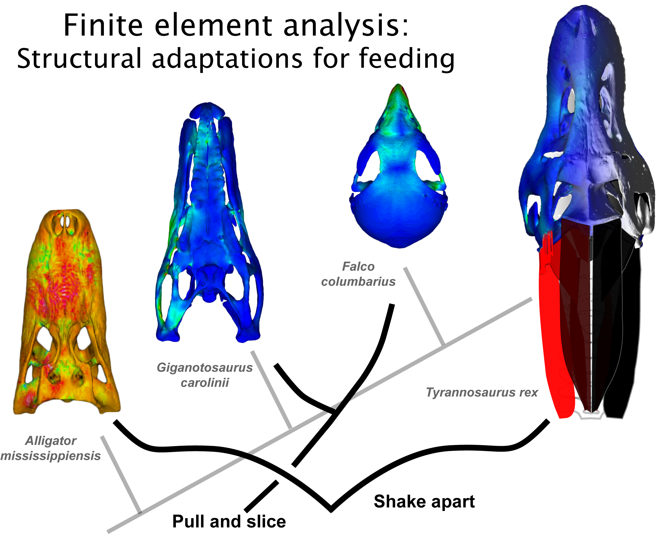 research cladogram.png