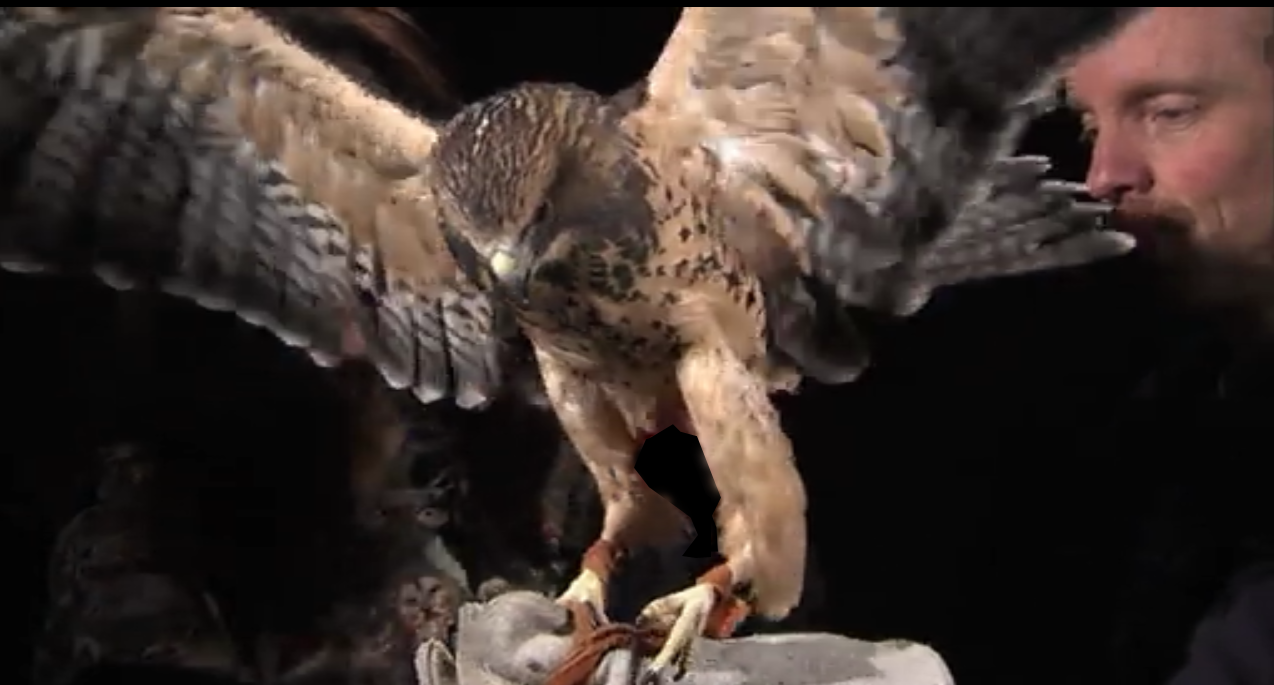 snively_swainson's_hawk.png