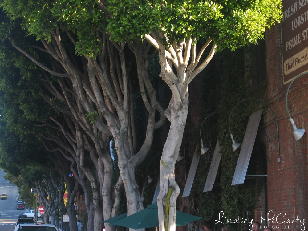 California_psewl_119_1905.jpg