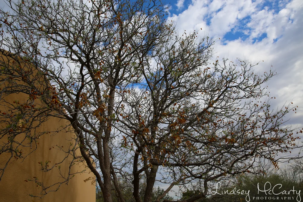 2015_NewMexico_psewl_004.jpg