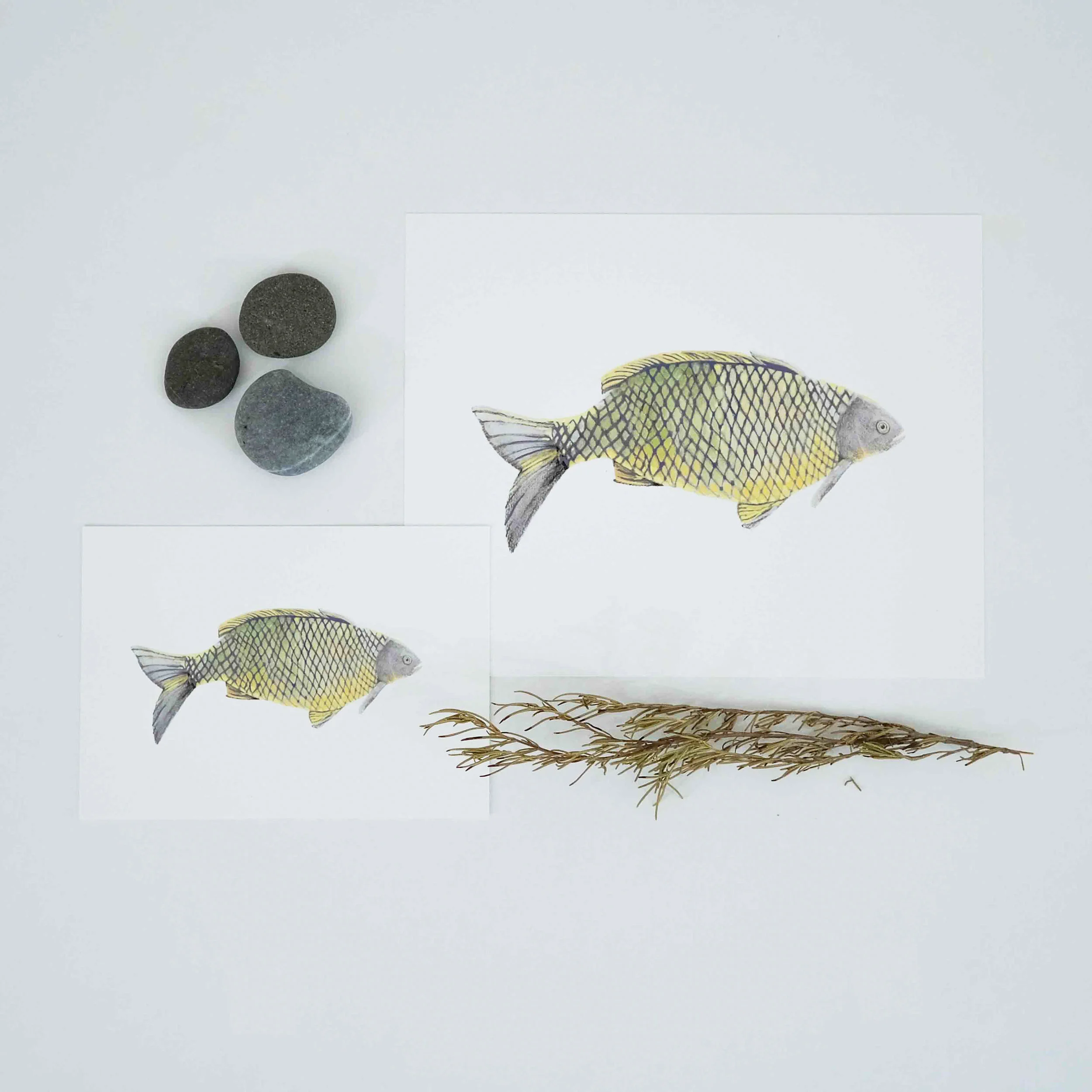 5x7+8x10carpstudio.jpg
