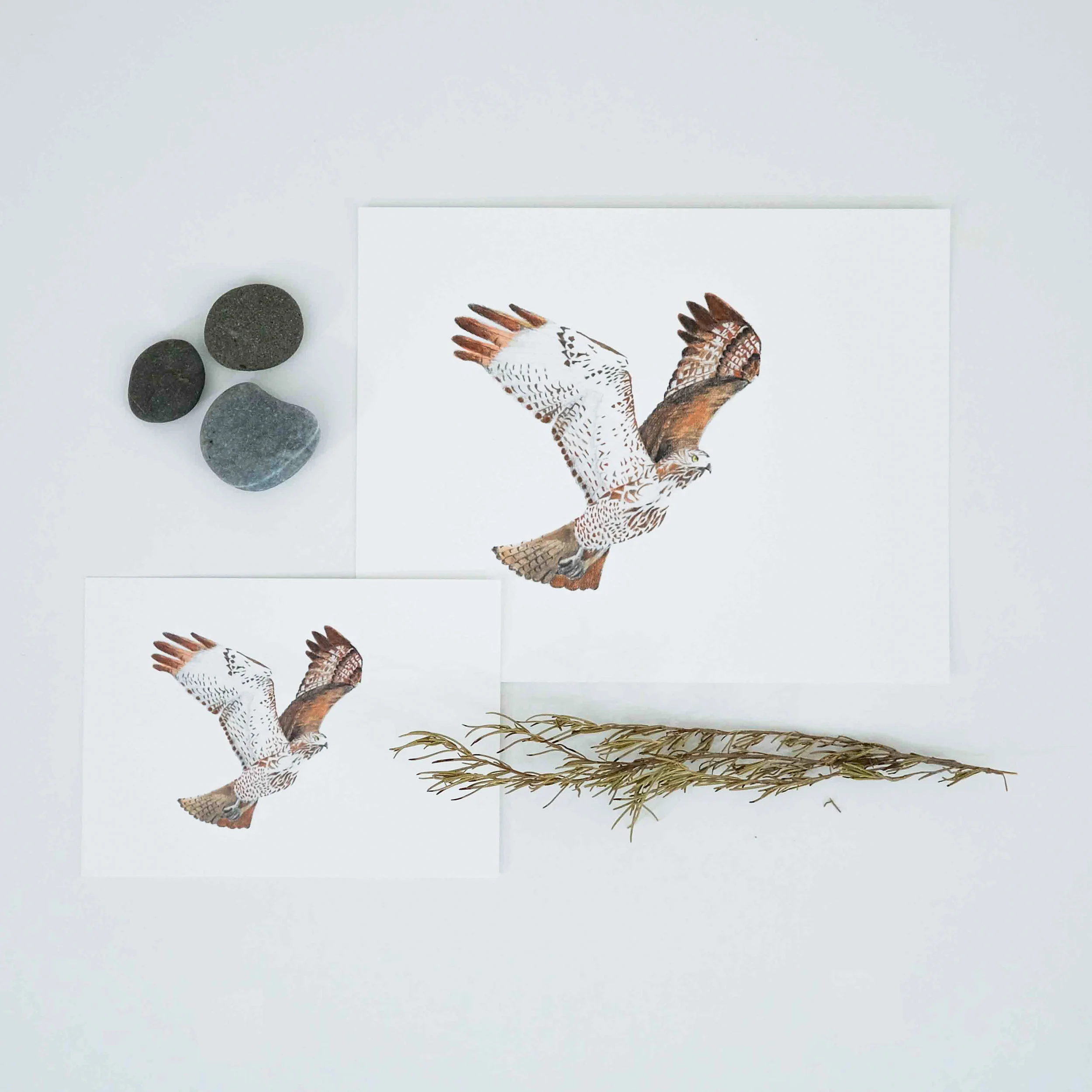 5x7+8x10hawkstudio.jpg