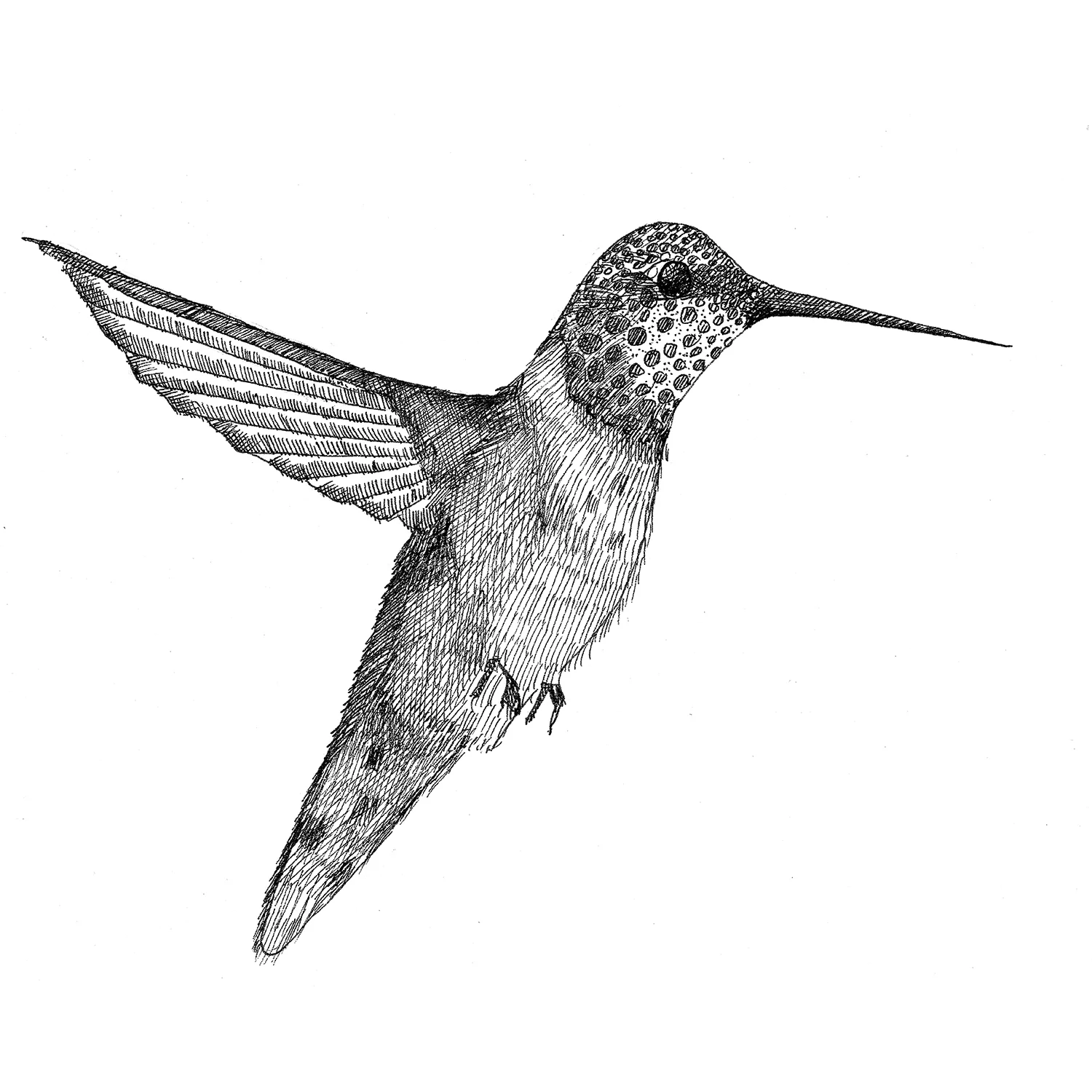 hummingbird 2 web-avail-.jpg