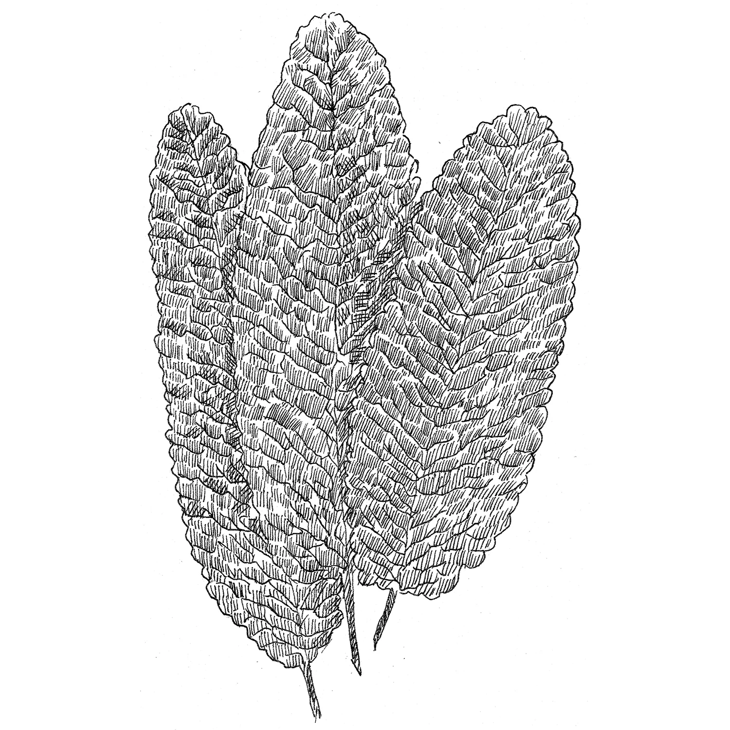 sage leaf web-avail-.jpg