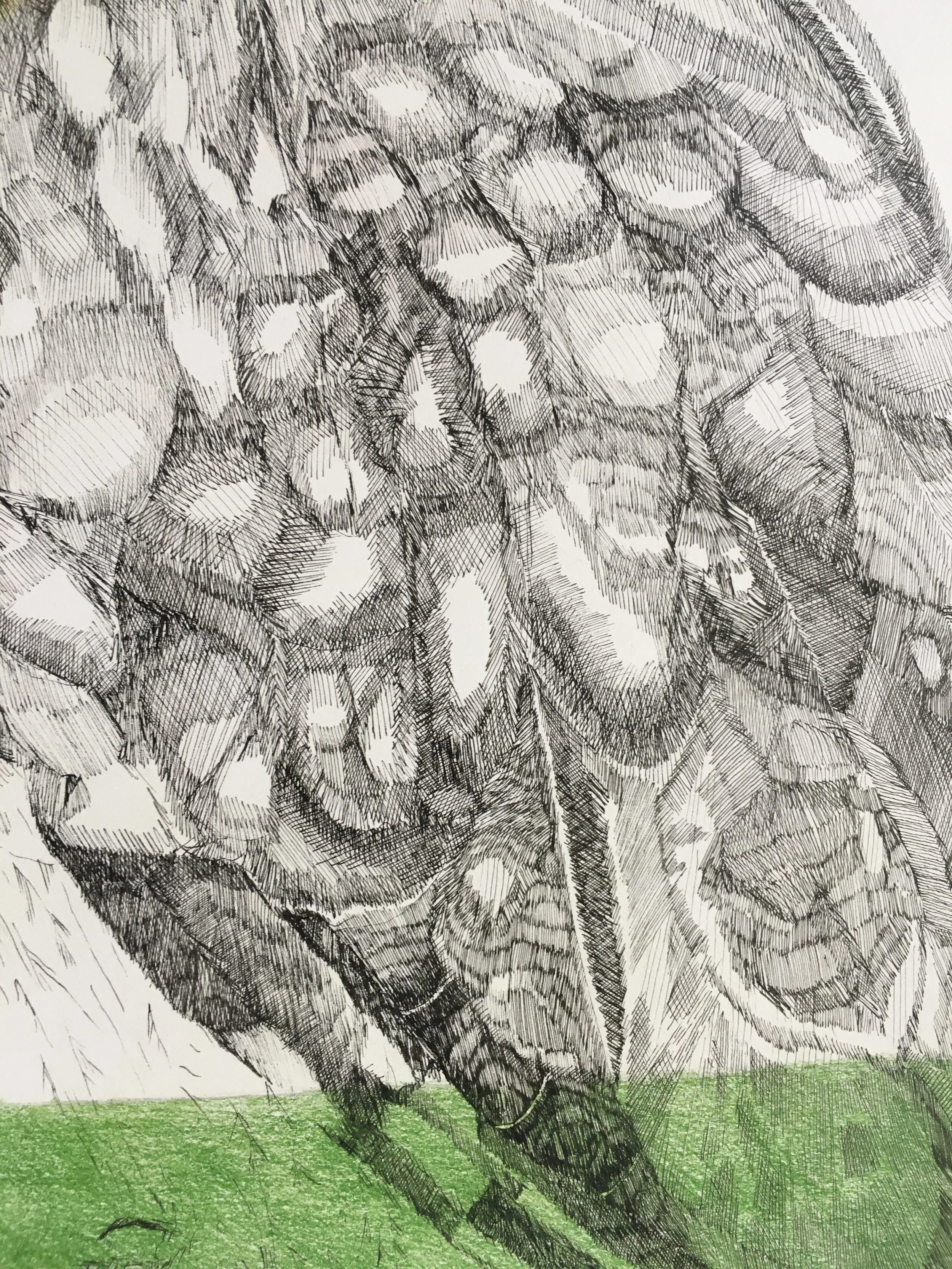 short eared owl detail 2