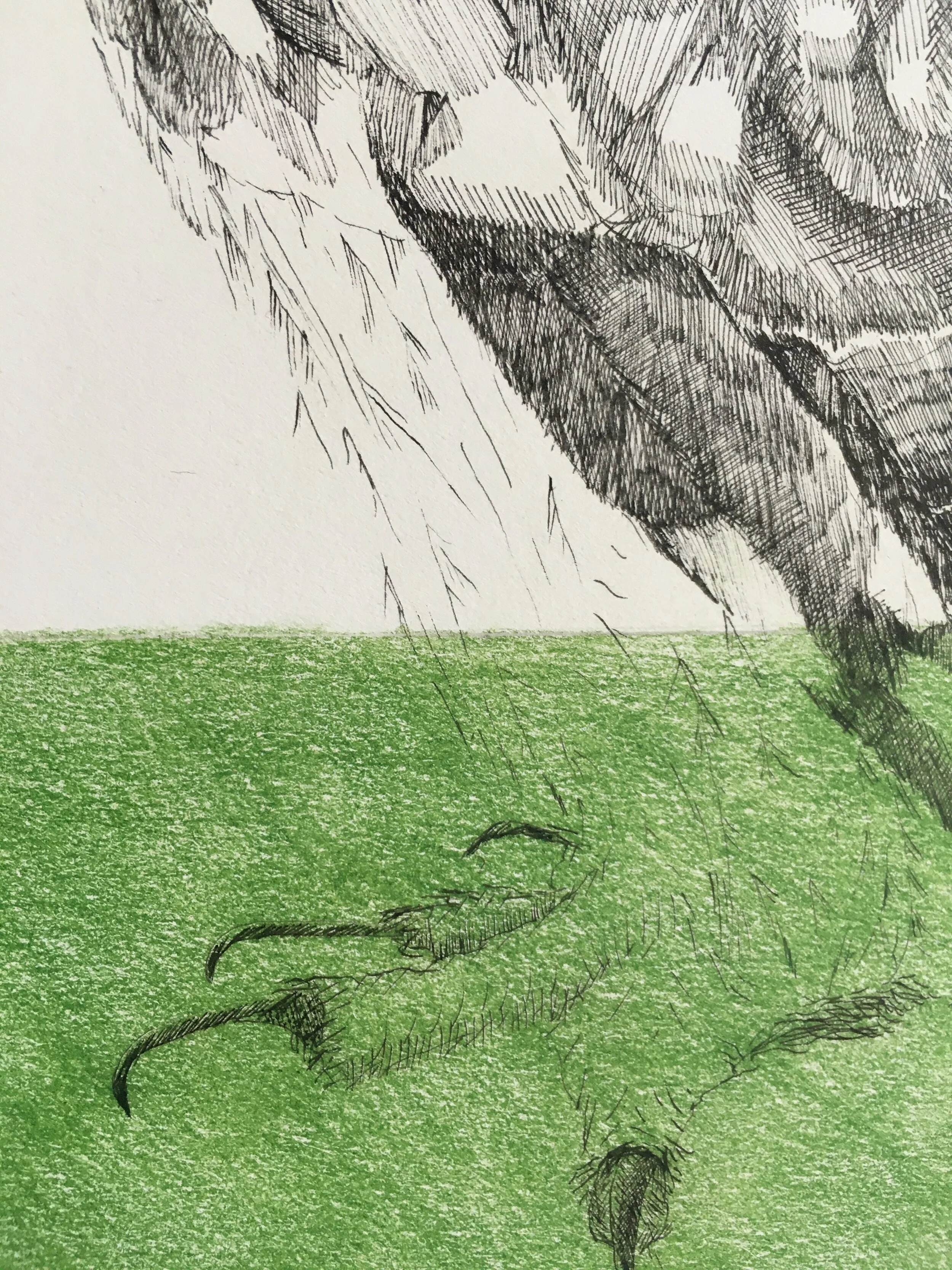 short eared owl detail 3