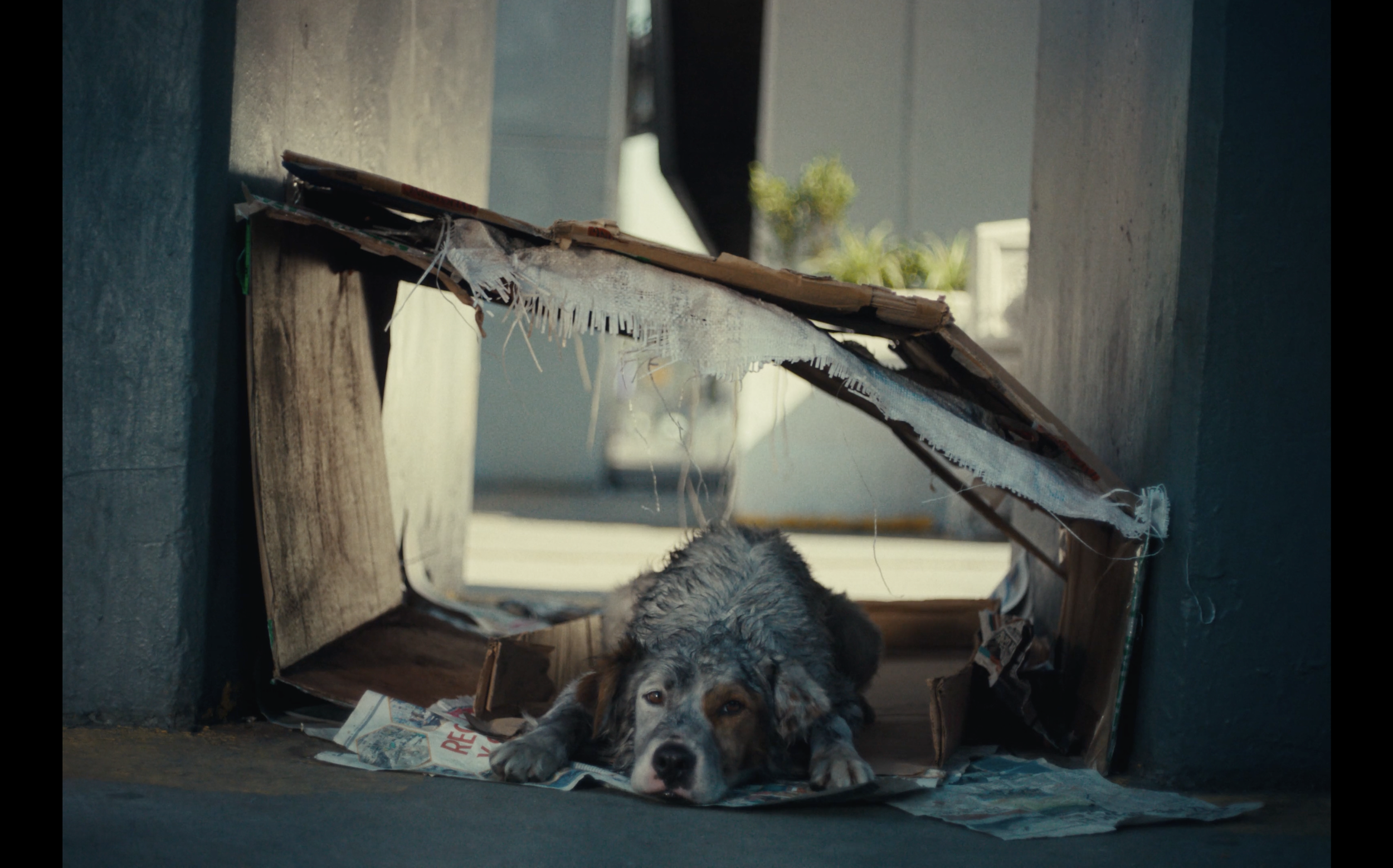 Redoxon | Inmunidad genera Humanidad