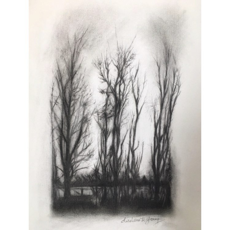 'Canterbury Trees' Charcoal and Graphite on Paper. NA