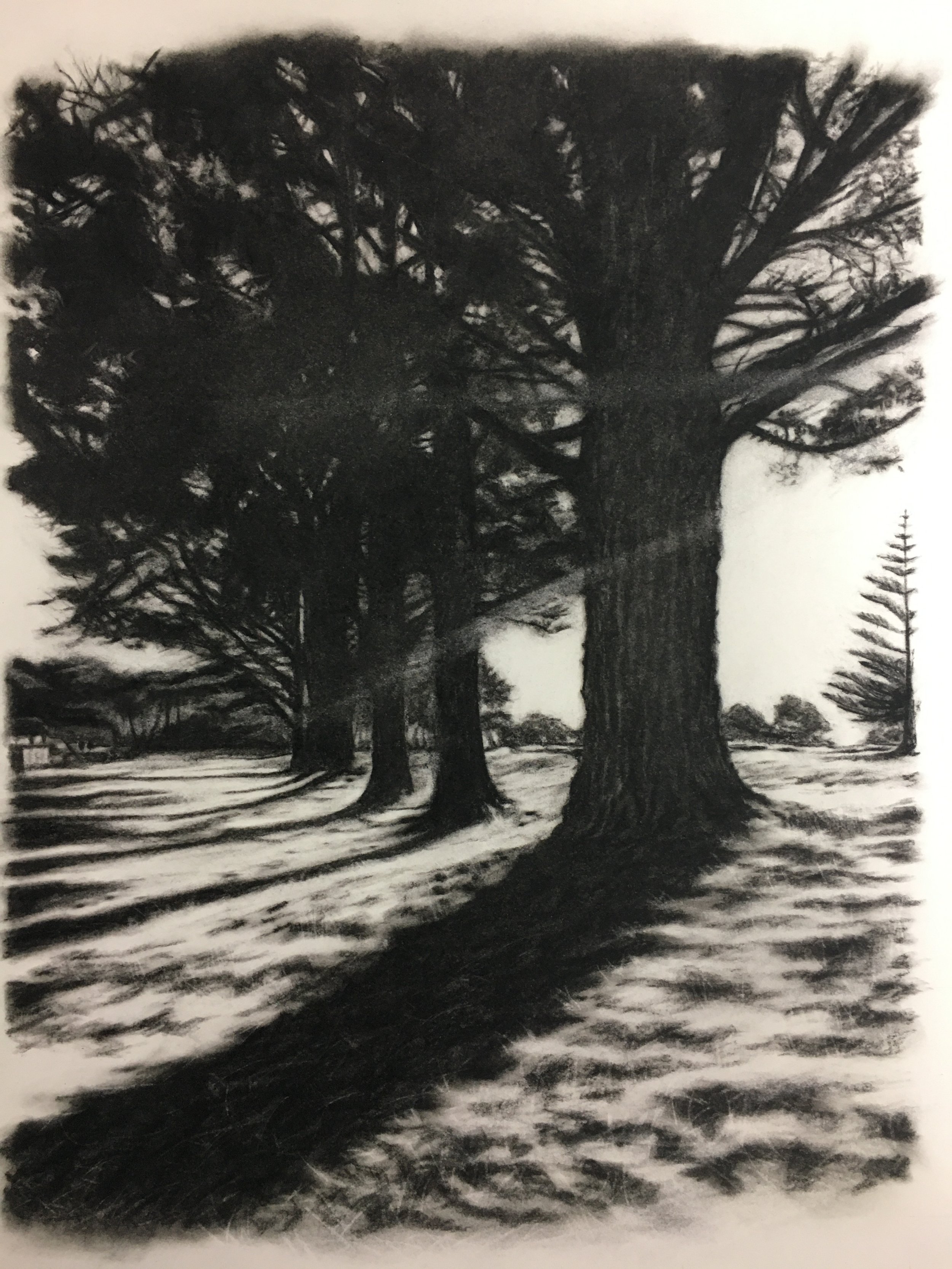 'Matarangi' Charcoal on Paper. NA