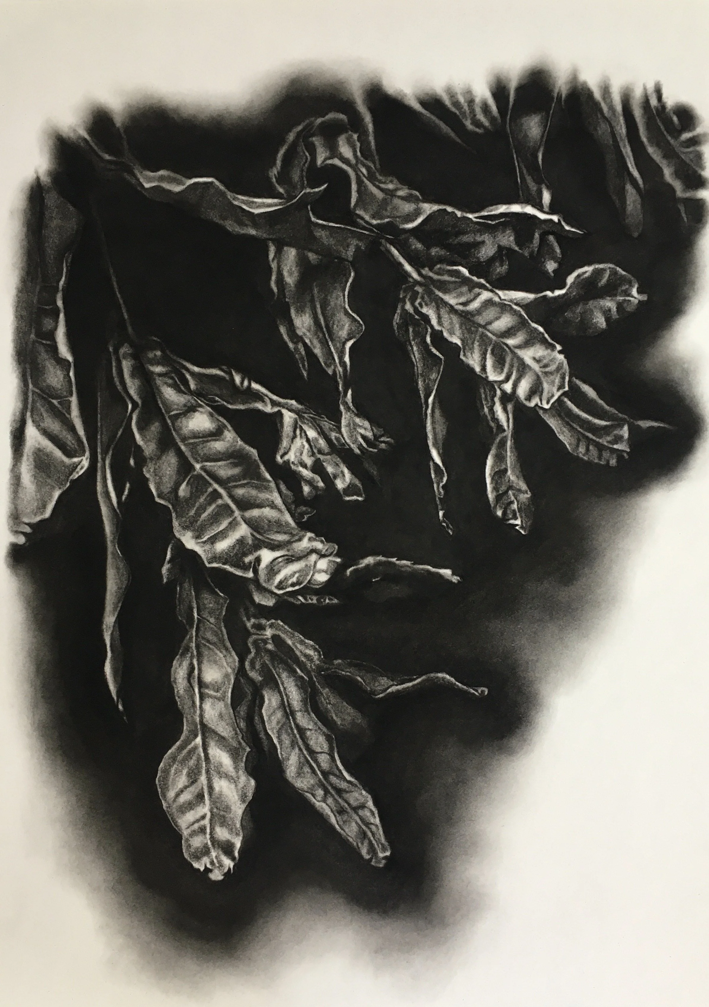 Black tea and bitterness