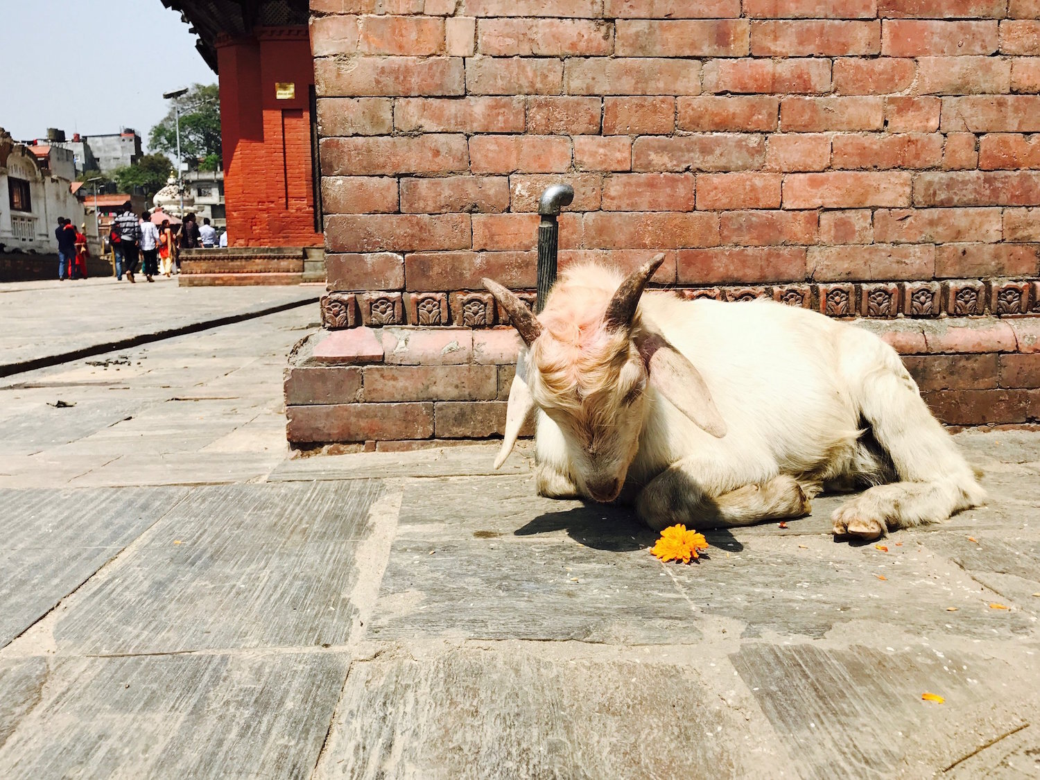 Sweet Goat resting in a village