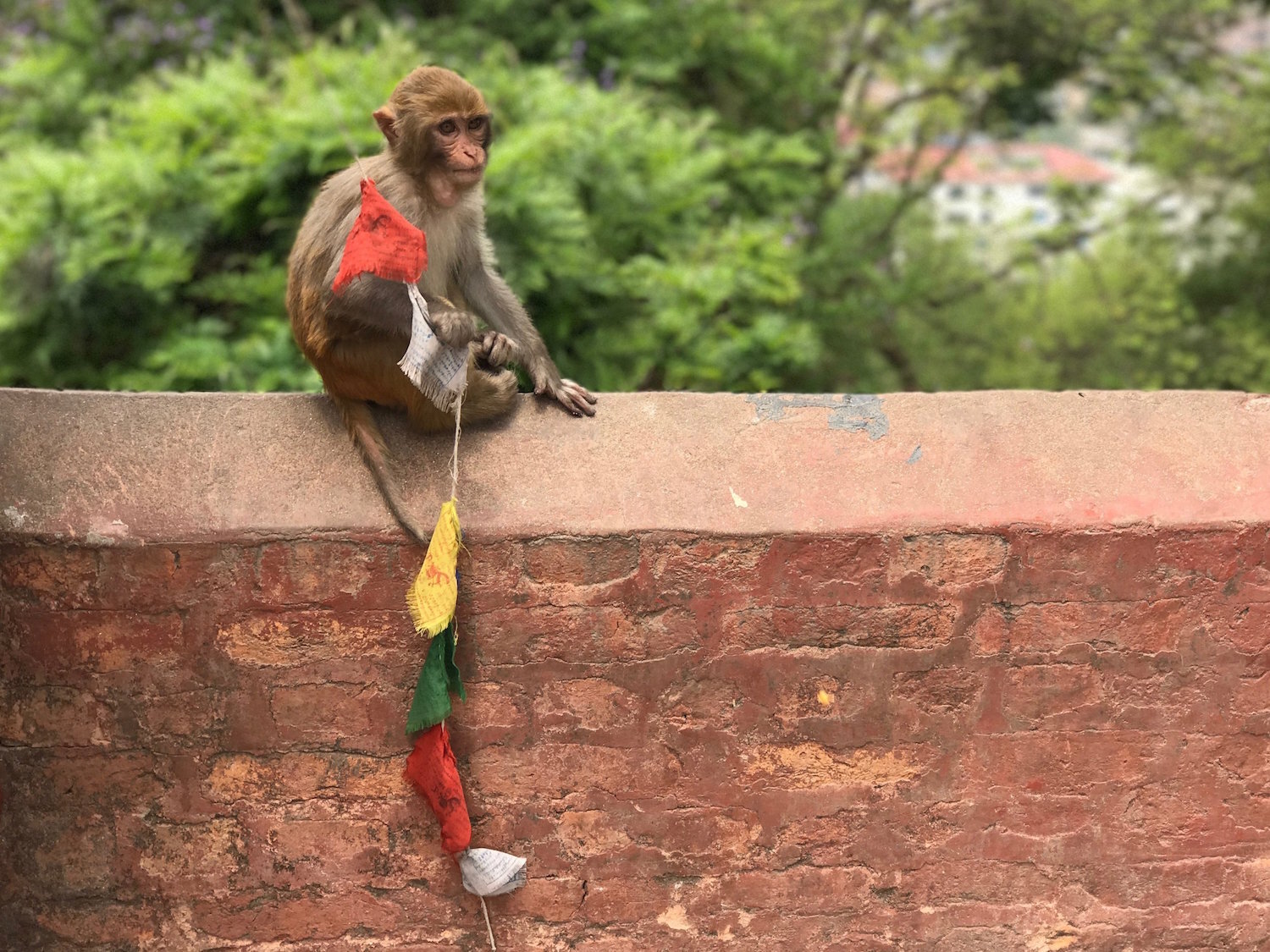 Monkey sitting on brick wall in Nepal