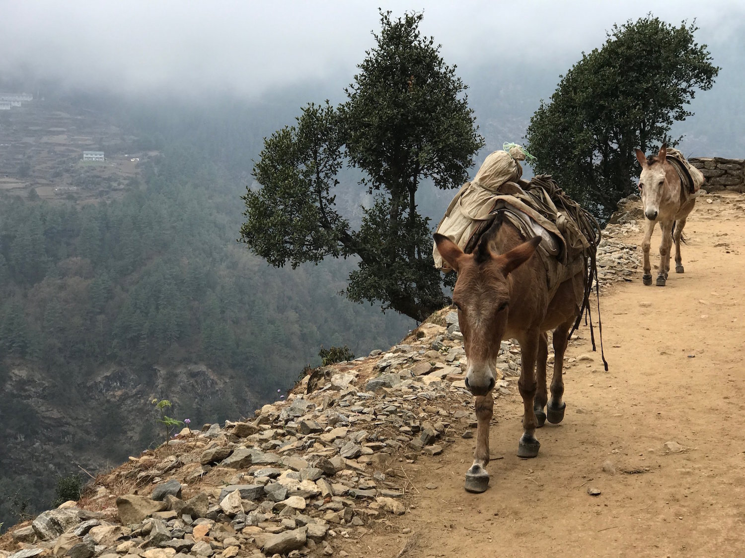 Donkeys walking along