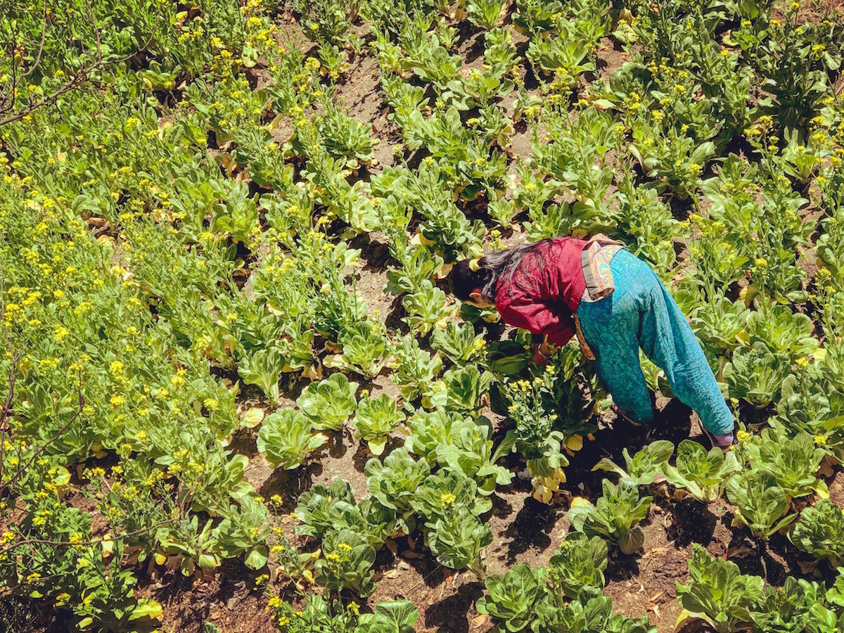 Woman working the rice fields in Nepal