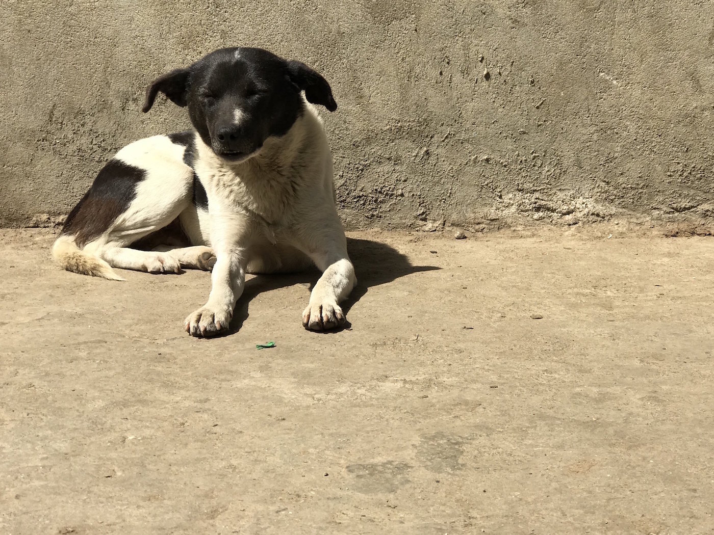 dogs-of-nepal.jpeg