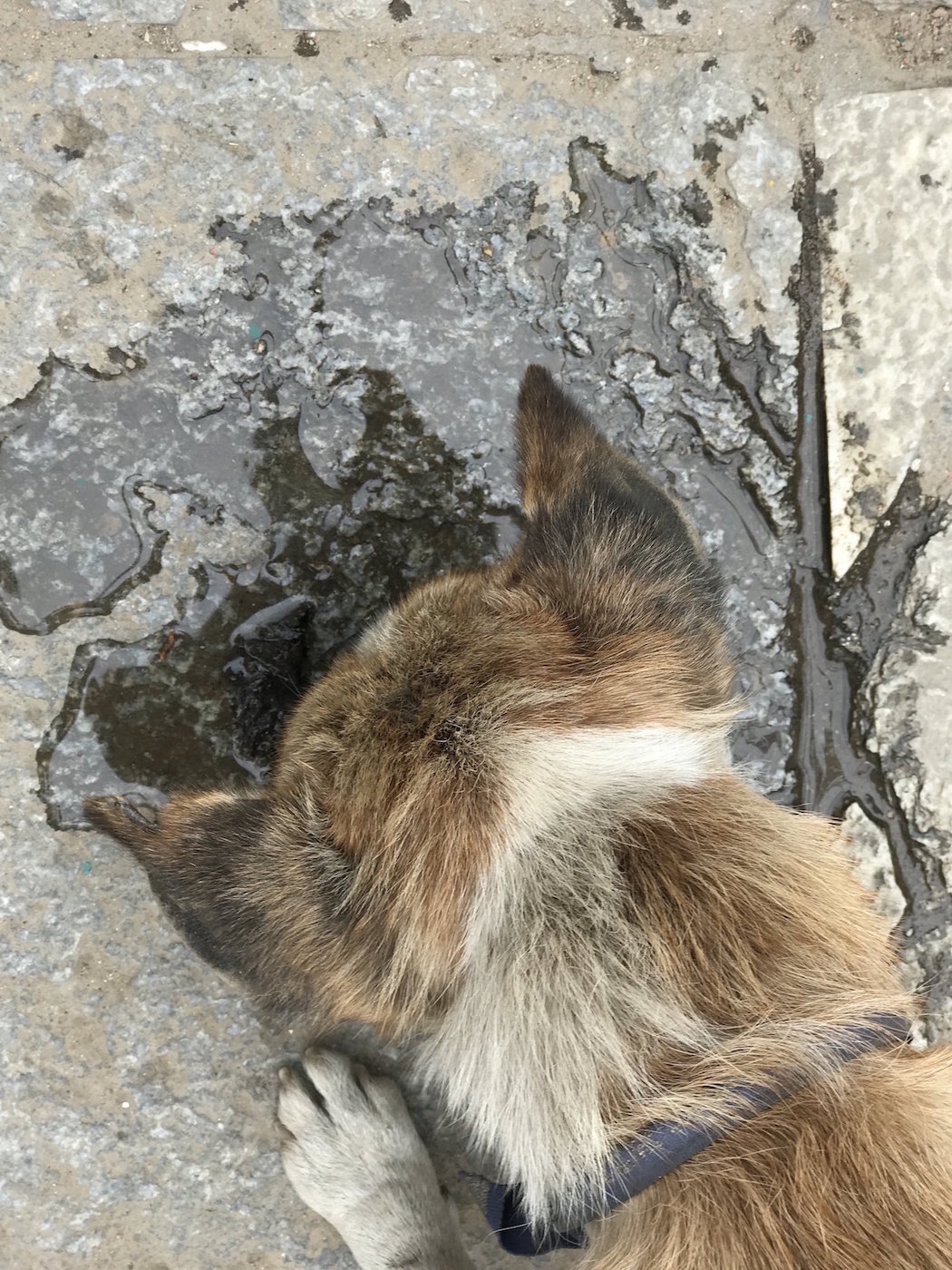 stray-dog-in-nepal-drinking.jpeg