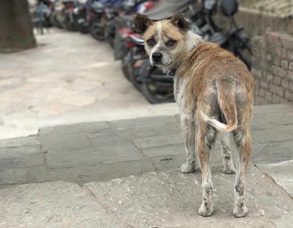 stray-dogs-in-nepal-need-our-help.jpg