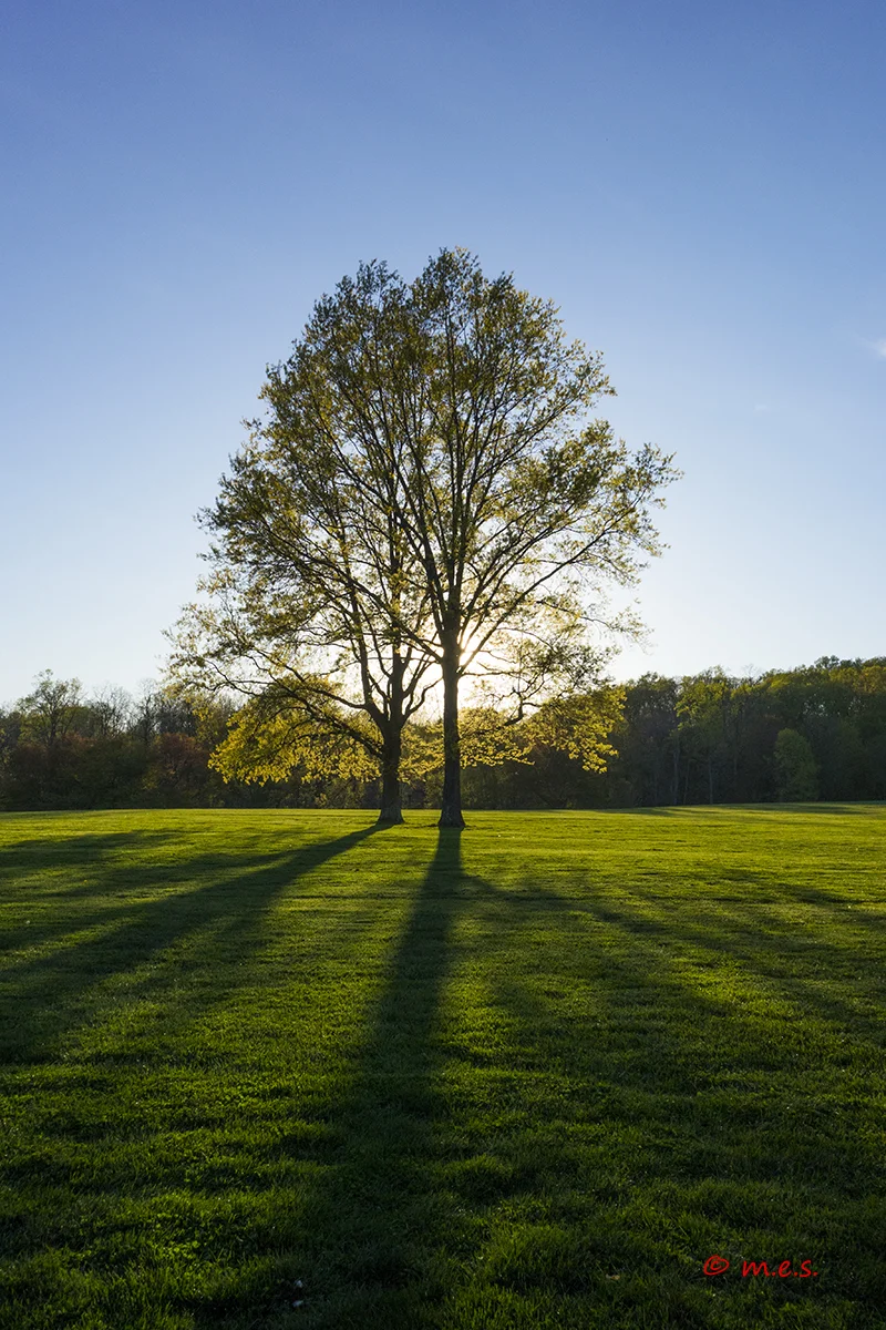 Late Afternoon Sun